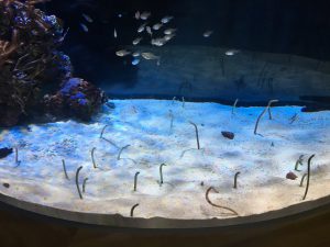 名古屋港水族館