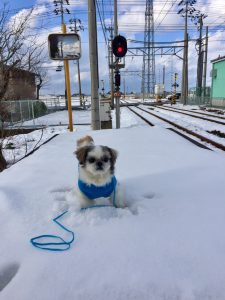 犬は雪の上でかたまる？