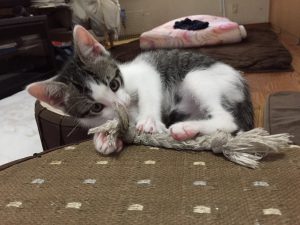 猫のお母さんは大変ですね。