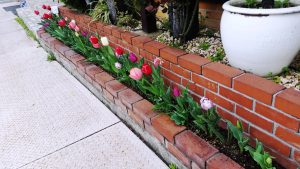 チューリップも感動的に咲きました