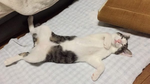 ねこの毛並みで性格が分かるんですね。