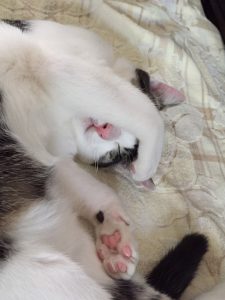 立夏（猫）の躾の続きについて