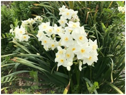 たんぽぽ、菜の花、水仙が咲いていました