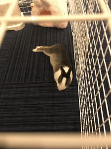 浜名湖にゴルフ