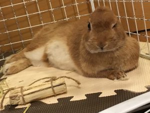 うさぎ♀　もうすぐ1歳