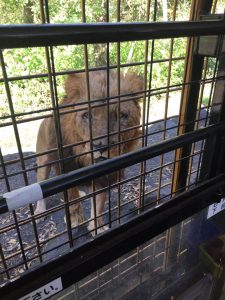 富士サファリーパーク