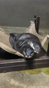 最近ブームのカワウソ