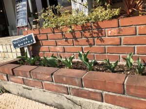 チューリップが大きくなってきました