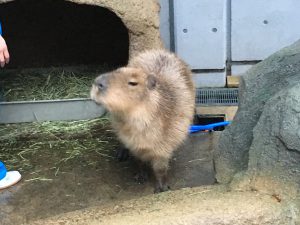カピバラもいました