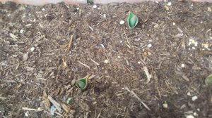 栄和の前の花壇