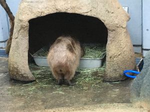 カピバラもいました
