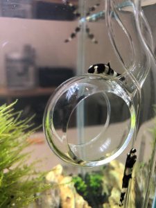 リビングに水槽