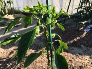 小さな家庭菜園