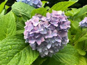 アジサイがたくさんきれいに咲いておりました