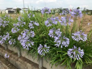 家の周りにたくさんの花が咲いていて、きれいです。