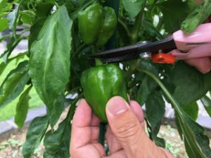 ピーマンが実をつけ始めました