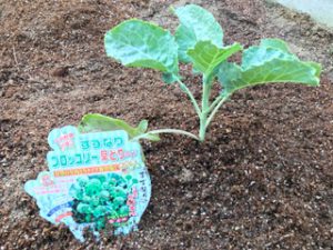 家庭菜園のトマトとキュウリを植え替えました。