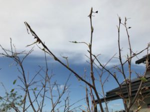 ジューンベリー