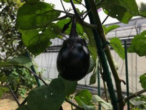 ナス、順調です。