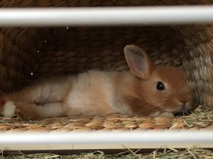 うさぎを飼い始めました