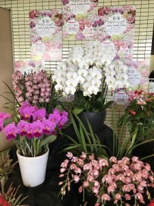 東海秋祭りに出かけました。