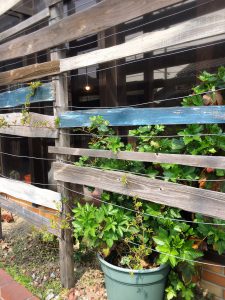 バラも順調に育っています