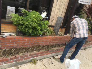 花壇を綺麗にしてくださる、庭屋さんです
