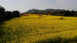 花粉から逃れて。