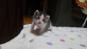 ねこを飼うのは初めてで、