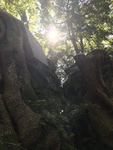有名な神社にも行ってきました。
