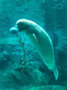 名古屋港水族館