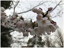 ソメイヨシノが５分咲きできれいでした