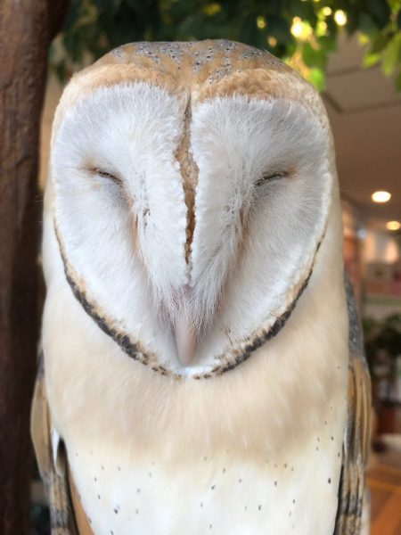 フクロウカフェ