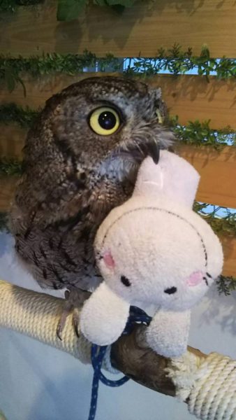 フクロウカフェ