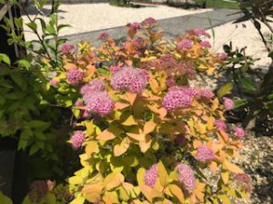 こちらはヤマボウシです。