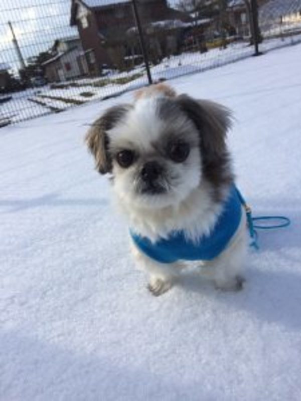 犬は雪の上でかたまる？
