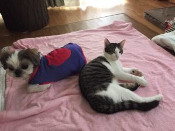 立夏（猫）がおとなに。