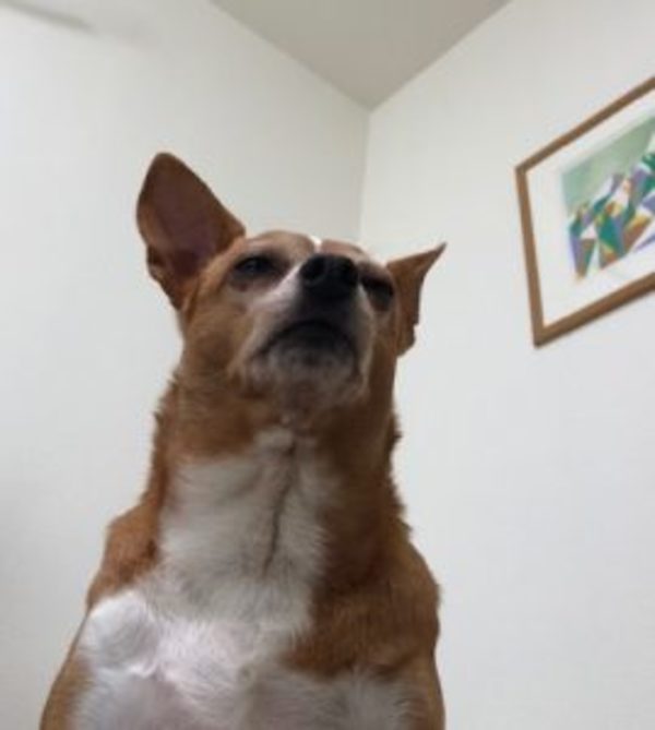 うちの子がかわいい