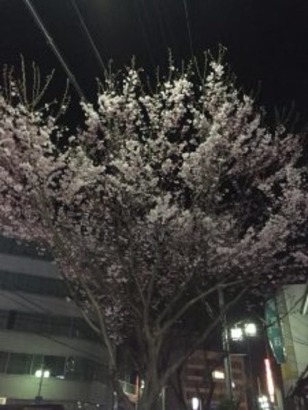夜桜