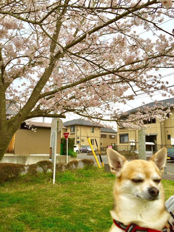 最近は本当にぽかぽかですね(*^_^*)