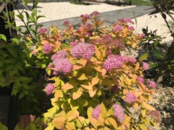 新たな仲間入り