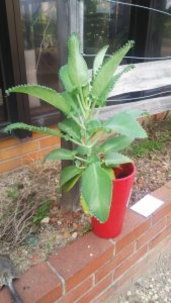 雑草の正体が判明しました。