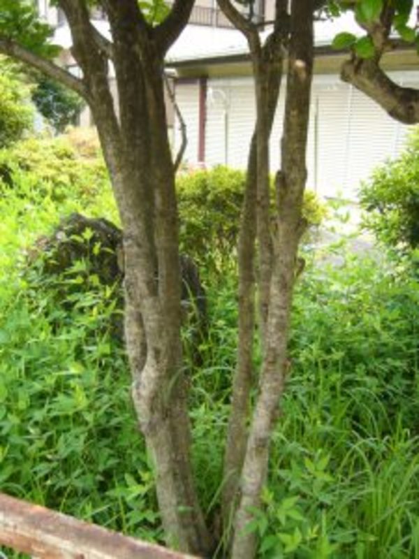 秋はまだかな？