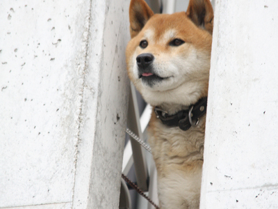 プールのある家のサムネイル