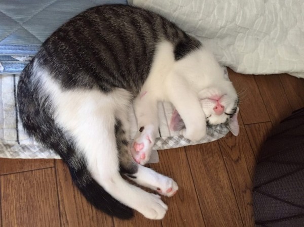 ねこの毛並みで性格が分かるんですね。