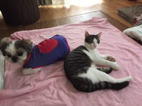 立夏（猫）がおとなに。