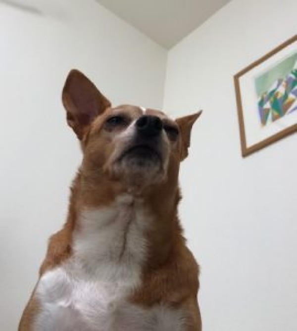 うちの子がかわいい