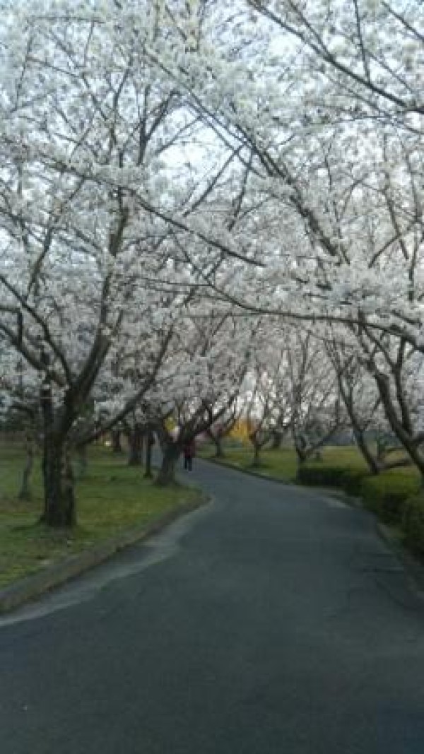 和室壁耐震補強例