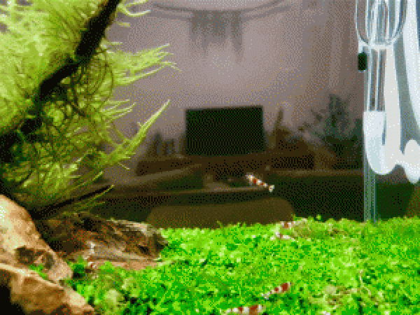 リビングに水槽