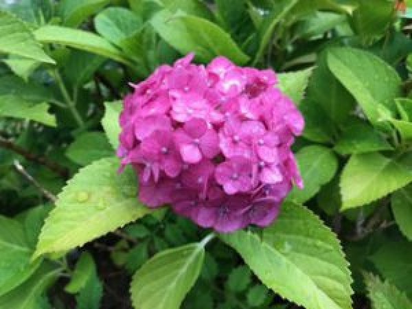 収穫＆マイブーム